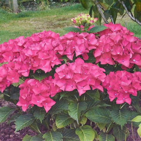 How to Incorporate Ruby Red Hydrangea into Your Landscape Design